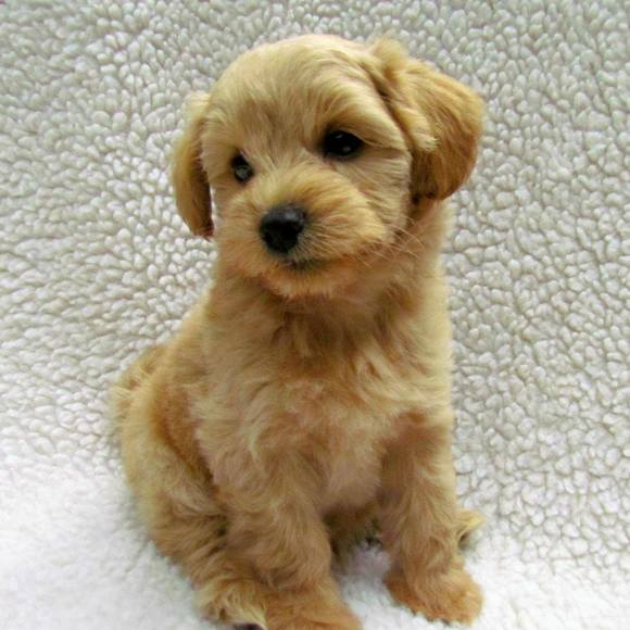 Meet your Posher, Jerry - Picture 1 of 1